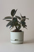Mr Kitly x Decor selfwatering pots - Fog - Plantsmith | Indoor Plants Melbourne